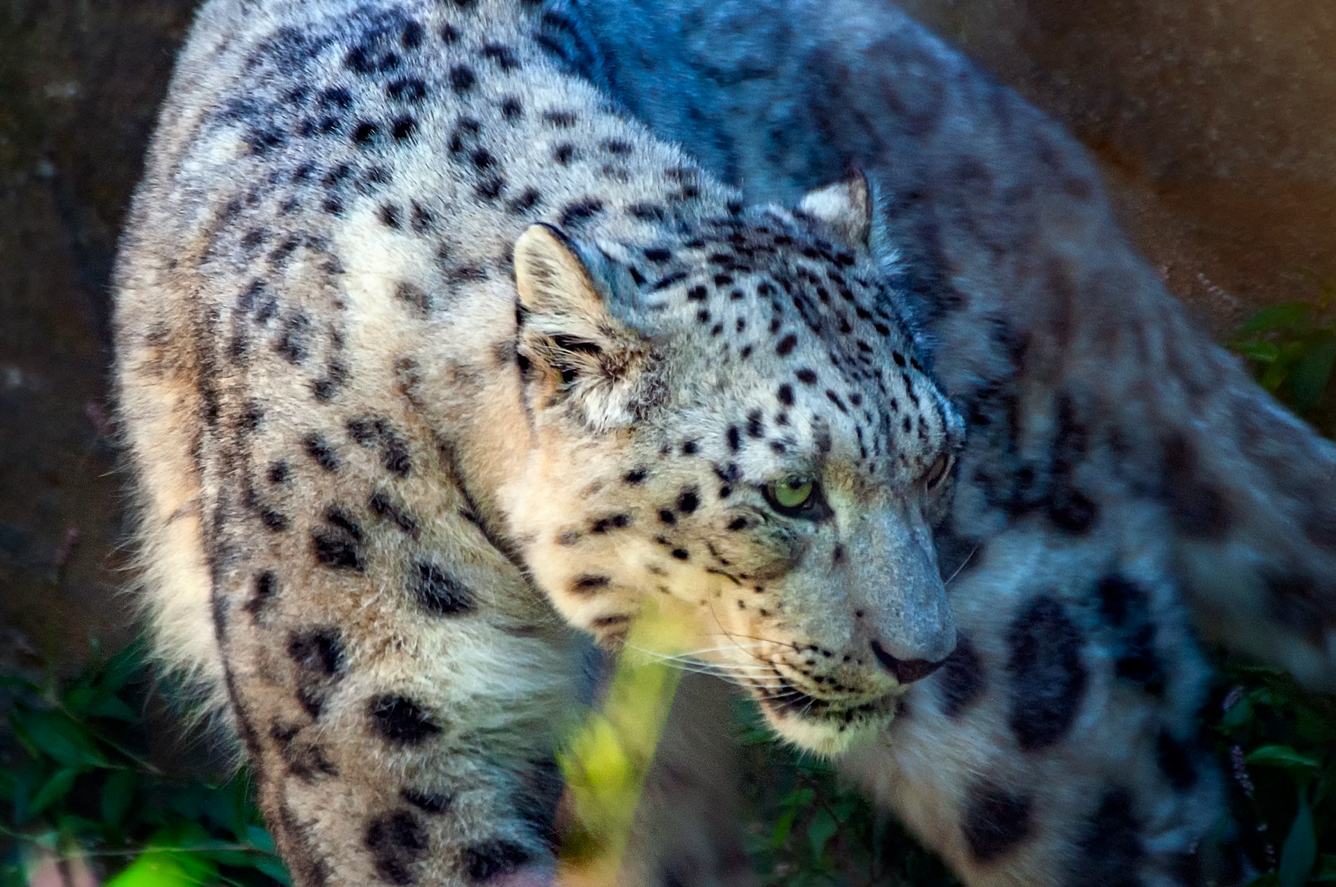 Snow Leopard